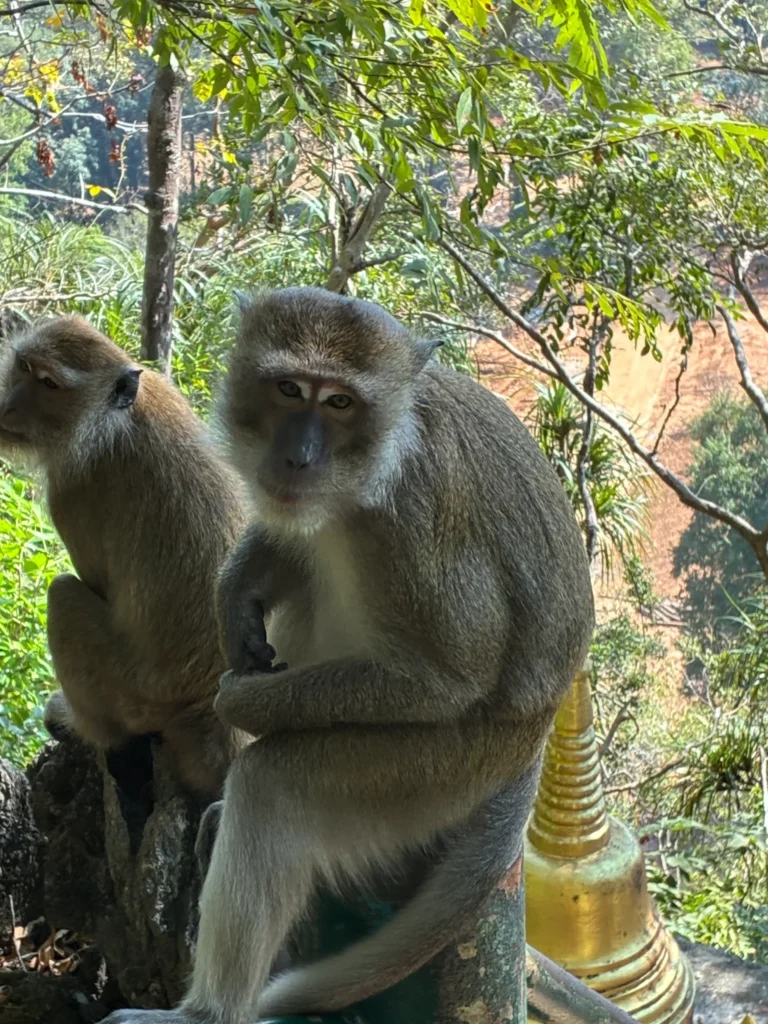 Monkeys on Tiger Cave Temple hike