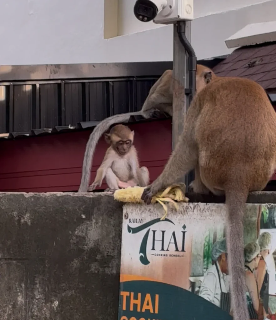 Monkeys in Railay Beach